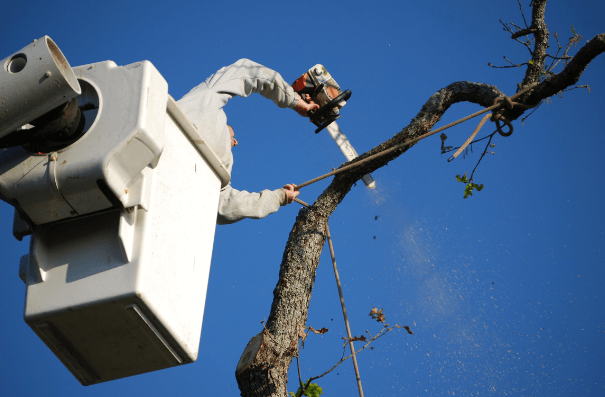 a man in a white cherry picker about ready to cut a branch of a tree