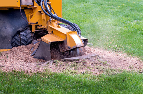 A stump grinder about ready to grind up a stump and remove it