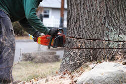 A man making a v-cut in a tree, about ready to cut it down and remove it
