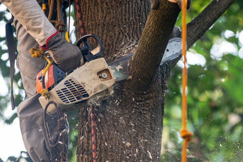 A tree trimmer trimming off a branch of a tree